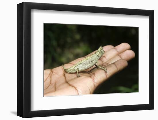 Pygmy Leaf Chameleon (Brookesia Minima), Madagascar, Africa-Gabrielle and Michel Therin-Weise-Framed Photographic Print