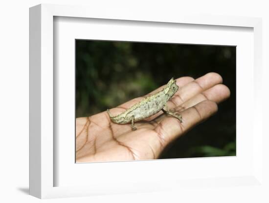 Pygmy Leaf Chameleon (Brookesia Minima), Madagascar, Africa-Gabrielle and Michel Therin-Weise-Framed Photographic Print