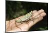 Pygmy Leaf Chameleon (Brookesia Minima), Madagascar, Africa-Gabrielle and Michel Therin-Weise-Mounted Photographic Print