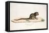 Pygmy Marmoset-null-Framed Stretched Canvas