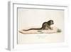 Pygmy Marmoset-null-Framed Giclee Print