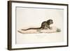 Pygmy Marmoset-null-Framed Giclee Print