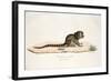 Pygmy Marmoset-null-Framed Giclee Print