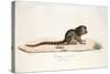 Pygmy Marmoset-null-Stretched Canvas