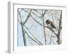 Pygmy owl perched in lichen covered tree, Helsinki, Finland-Markus Varesvuo-Framed Photographic Print