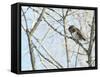 Pygmy owl perched in lichen covered tree, Helsinki, Finland-Markus Varesvuo-Framed Stretched Canvas