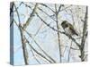 Pygmy owl perched in lichen covered tree, Helsinki, Finland-Markus Varesvuo-Stretched Canvas