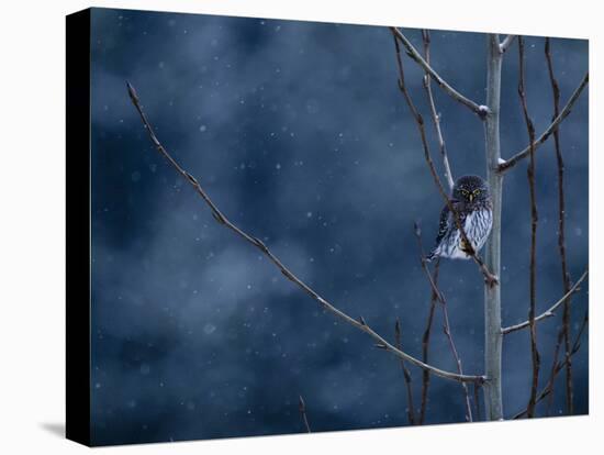 Pygmy Owl-Steven Gnam-Stretched Canvas