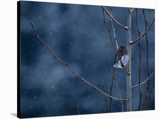 Pygmy Owl-Steven Gnam-Stretched Canvas