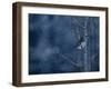 Pygmy Owl-Steven Gnam-Framed Premium Photographic Print