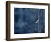 Pygmy Owl-Steven Gnam-Framed Photographic Print