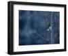 Pygmy Owl-Steven Gnam-Framed Photographic Print