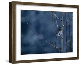 Pygmy Owl-Steven Gnam-Framed Photographic Print