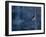 Pygmy Owl-Steven Gnam-Framed Photographic Print