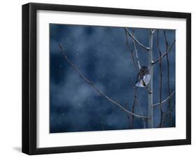 Pygmy Owl-Steven Gnam-Framed Photographic Print