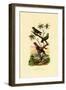 Pygmy Parrot, 1833-39-null-Framed Giclee Print