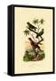 Pygmy Parrot, 1833-39-null-Framed Stretched Canvas