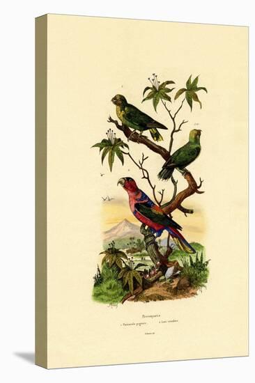 Pygmy Parrot, 1833-39-null-Stretched Canvas