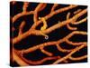 Pygmy Sea Horse with Coral-Michele Westmorland-Stretched Canvas