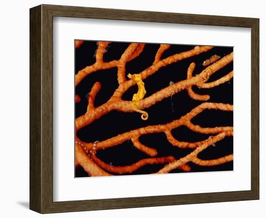 Pygmy Sea Horse with Coral-Michele Westmorland-Framed Photographic Print