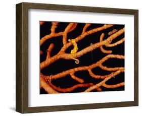 Pygmy Sea Horse with Coral-Michele Westmorland-Framed Photographic Print