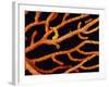 Pygmy Sea Horse with Coral-Michele Westmorland-Framed Photographic Print