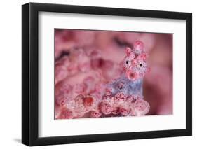 Pygmy seahorse living disguised in Muricella sp. sea fan-Alex Mustard-Framed Photographic Print