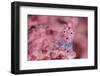 Pygmy seahorse living disguised in Muricella sp. sea fan-Alex Mustard-Framed Photographic Print