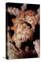 Pygmy Seahorse on Sea Fan, Lembeh Strait, Indonesi-null-Stretched Canvas