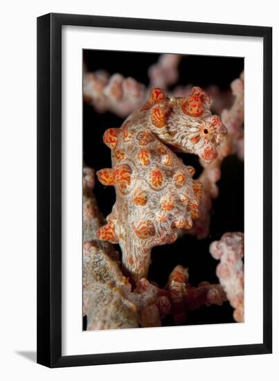 Pygmy Seahorse on Sea Fan, Lembeh Strait, Indonesi-null-Framed Photographic Print