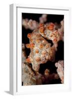 Pygmy Seahorse on Sea Fan, Lembeh Strait, Indonesi-null-Framed Photographic Print