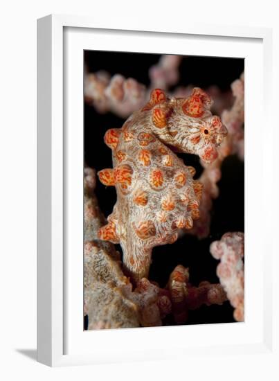 Pygmy Seahorse on Sea Fan, Lembeh Strait, Indonesi-null-Framed Photographic Print