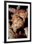 Pygmy Seahorse on Sea Fan, Lembeh Strait, Indonesi-null-Framed Photographic Print