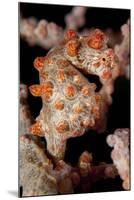 Pygmy Seahorse on Sea Fan, Lembeh Strait, Indonesi-null-Mounted Photographic Print
