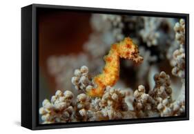 Pygmy Seahorse This Is a New Kind of Pigmy Seahorse-null-Framed Stretched Canvas