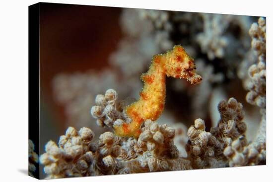 Pygmy Seahorse This Is a New Kind of Pigmy Seahorse-null-Stretched Canvas