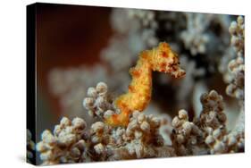 Pygmy Seahorse This Is a New Kind of Pigmy Seahorse-null-Stretched Canvas