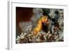 Pygmy Seahorse This Is a New Kind of Pigmy Seahorse-null-Framed Photographic Print