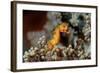 Pygmy Seahorse This Is a New Kind of Pigmy Seahorse-null-Framed Photographic Print