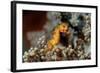 Pygmy Seahorse This Is a New Kind of Pigmy Seahorse-null-Framed Photographic Print