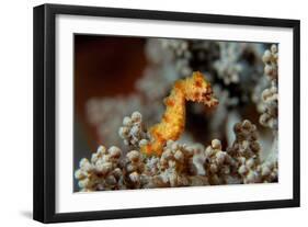 Pygmy Seahorse This Is a New Kind of Pigmy Seahorse-null-Framed Photographic Print