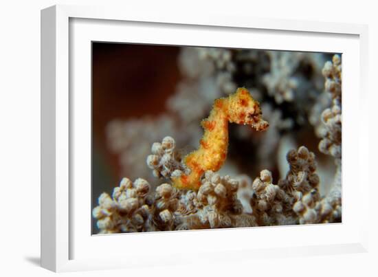 Pygmy Seahorse This Is a New Kind of Pigmy Seahorse-null-Framed Photographic Print