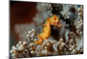 Pygmy Seahorse This Is a New Kind of Pigmy Seahorse-null-Mounted Photographic Print
