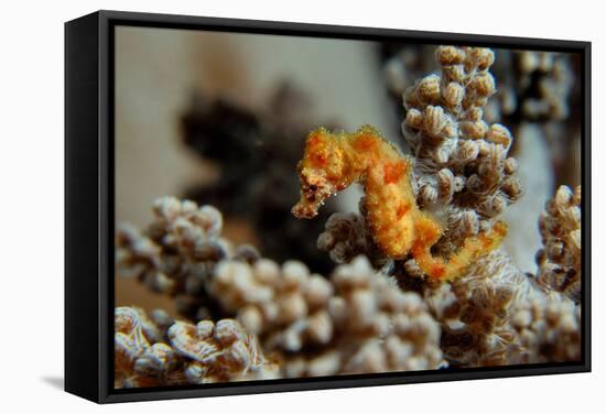 Pygmy Seahorse This Is the a New Kind of Pigmy-null-Framed Stretched Canvas
