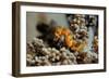 Pygmy Seahorse This Is the a New Kind of Pigmy-null-Framed Photographic Print