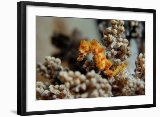 Pygmy Seahorse This Is the a New Kind of Pigmy-null-Framed Photographic Print