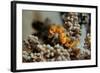 Pygmy Seahorse This Is the a New Kind of Pigmy-null-Framed Photographic Print