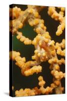 Pygmy Seahorse-Hal Beral-Stretched Canvas
