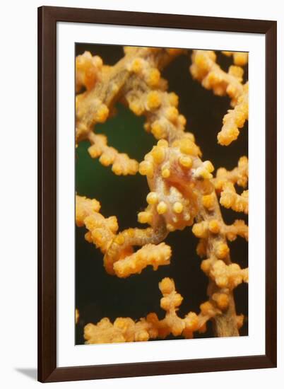 Pygmy Seahorse-Hal Beral-Framed Photographic Print