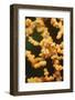 Pygmy Seahorse-Hal Beral-Framed Photographic Print